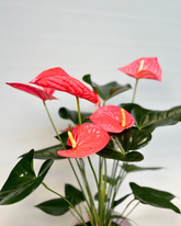 Red Anthurium (Potted)
