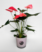 Red Anthurium (Potted)