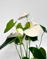 White Anthurium (Potted)