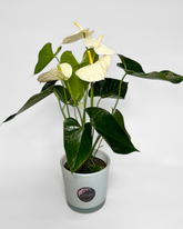 White Anthurium (Potted)