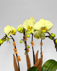 Golden Orchid Terrain