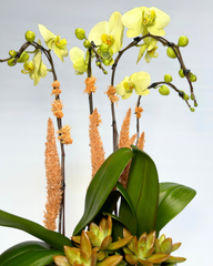 Golden Orchid Terrain