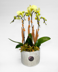 Golden Orchid Terrain