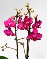Small Hot Pink Orchid (Potted)
