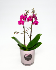 Small Hot Pink Orchid (Potted)