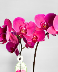 Double-Stem Hot Pink Orchid (Potted)