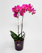 Double-Stem Hot Pink Orchid (Potted)