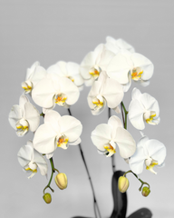 Double-Stem White Orchid (Potted)