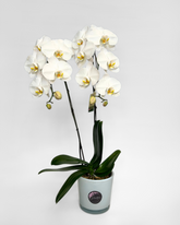 Double-Stem White Orchid (Potted)