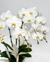 White Orchid Bliss