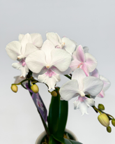 Small White Orchid (Potted)