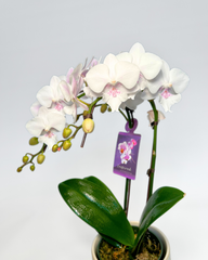 Small White Orchid (Potted)