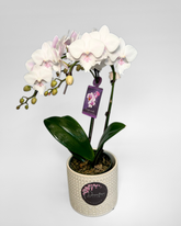 Small White Orchid (Potted)