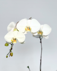 Single-Stem White Orchid (Potted)
