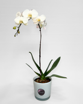Single-Stem White Orchid (Potted)