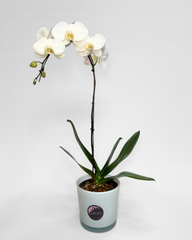 Single-Stem White Orchid (Potted)