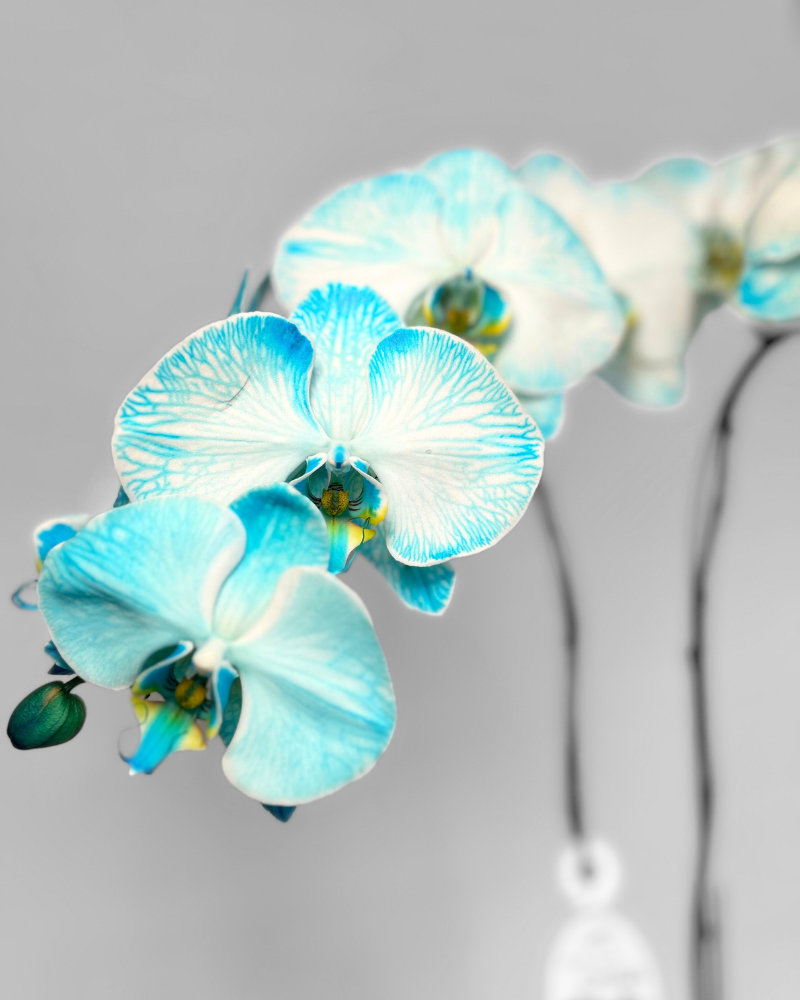 Double-Stem Blue Orchid (Potted)