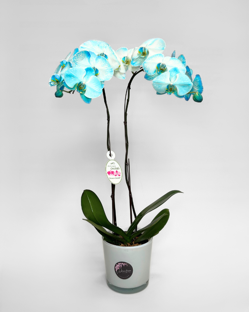 Double-Stem Blue Orchid (Potted)