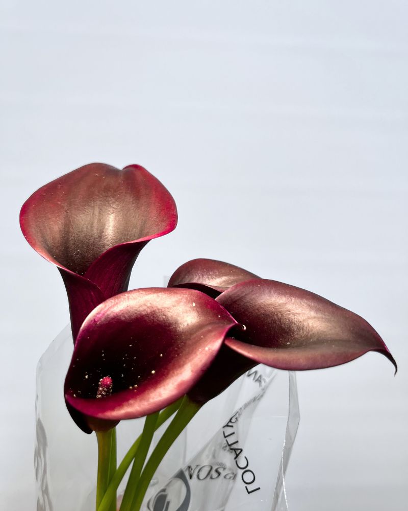 Calla Lilies