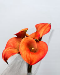 Calla Lilies