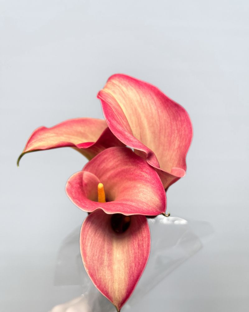 Calla Lilies