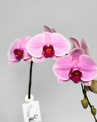 Pink Orchid (Potted)