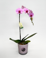 Pink Orchid (Potted)