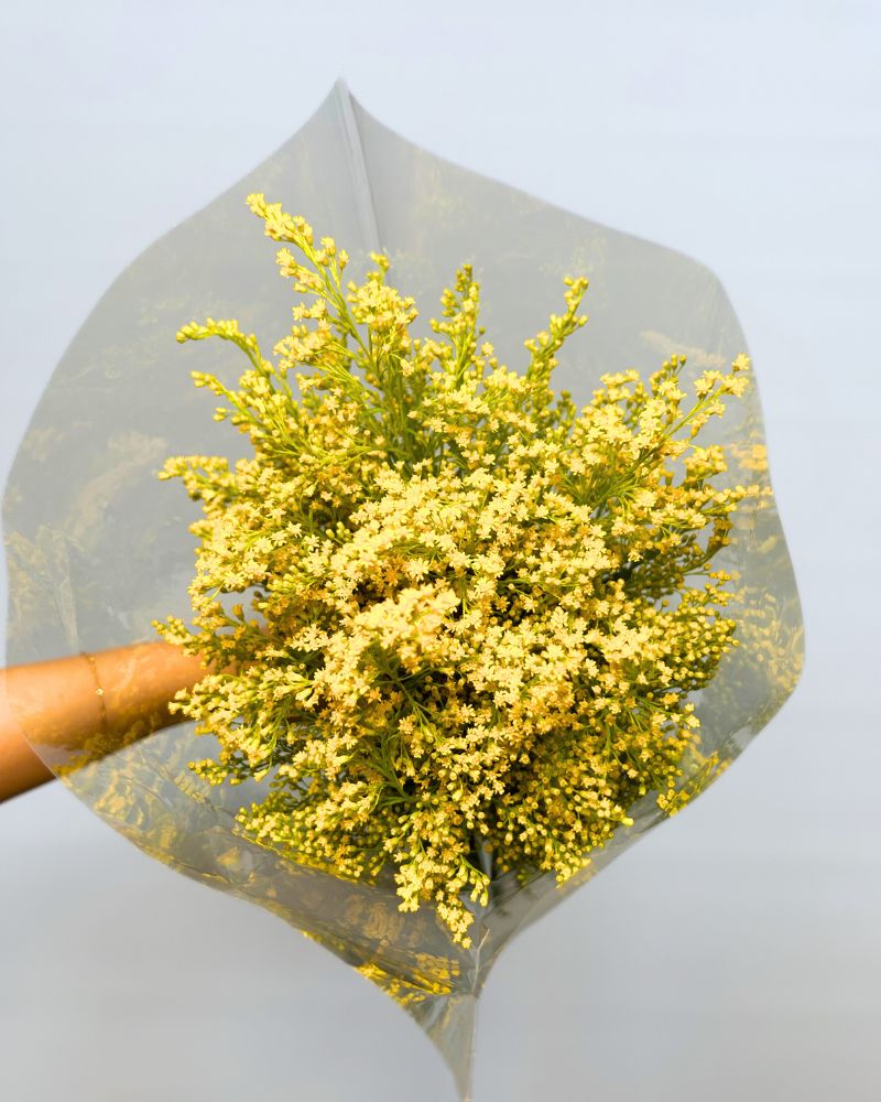 Solidago